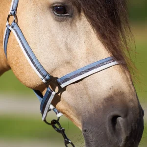 Headcollar Economic, prisvärd nylongrimma