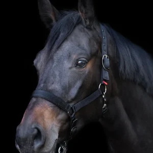 Headcollar Yearling, grimma för ettåringar