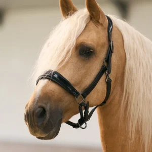 Headcollar Hera, lackad lädergrimma med vaddering